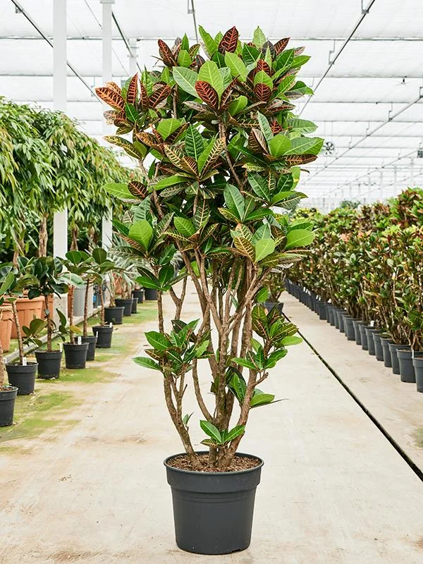 Croton Big thumbnail 2